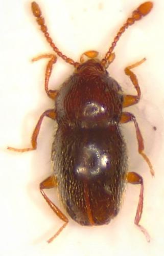 Réf. 198 461 : Cephennium thoracicum